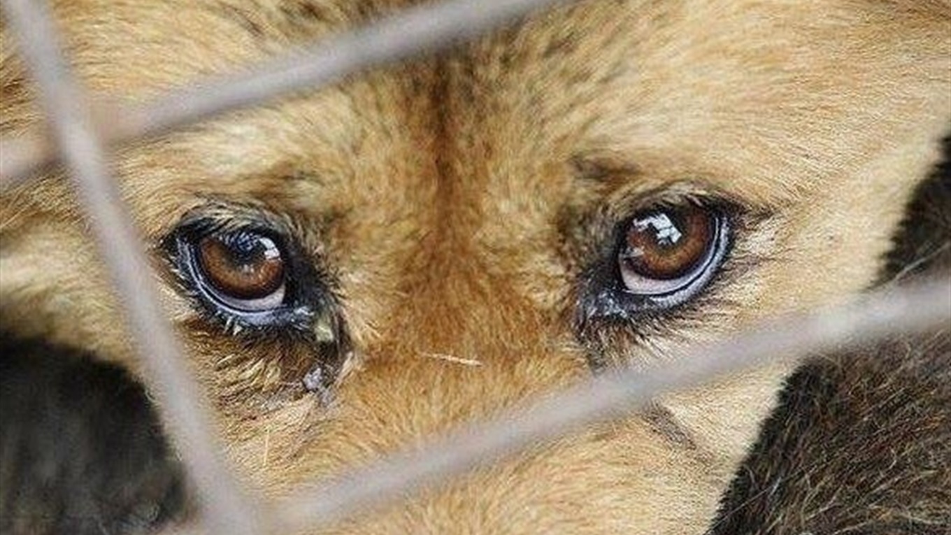 З метою припинення та недопущення жорстокого поводження з тваринами, закликаємо не відпускати без рецепту препарати, які використовують для вбивства тварин