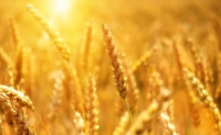 Уряд затвердив порядок використання 1,5 млрд. грн. на підтримку малих сільгоспвиробників